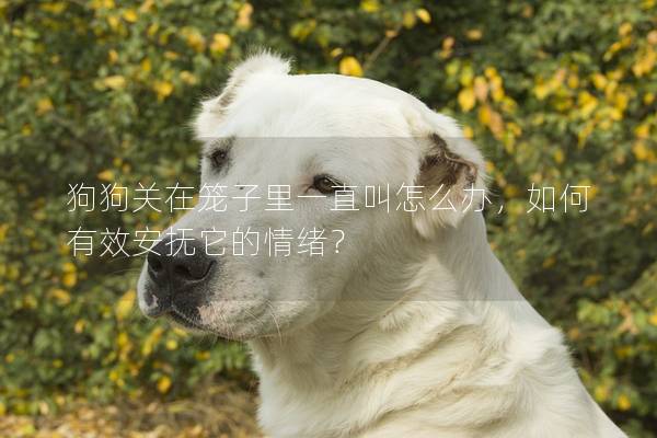 狗狗关在笼子里一直叫怎么办，如何有效安抚它的情绪？