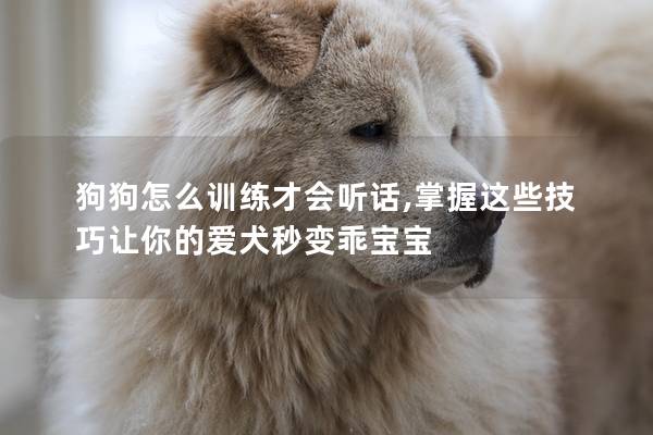 狗狗怎么训练才会听话,掌握这些技巧让你的爱犬秒变乖宝宝