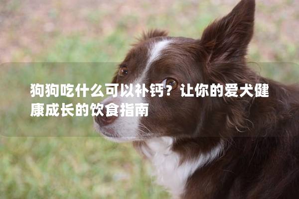 狗狗吃什么可以补钙？让你的爱犬健康成长的饮食指南