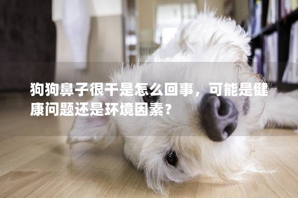狗狗鼻子很干是怎么回事，可能是健康问题还是环境因素？
