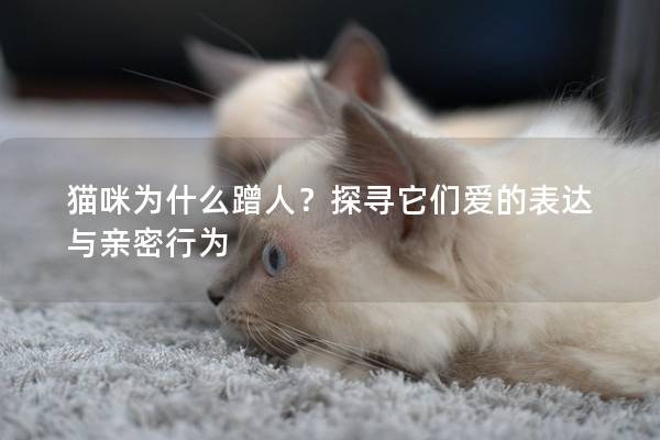 猫咪为什么蹭人？探寻它们爱的表达与亲密行为