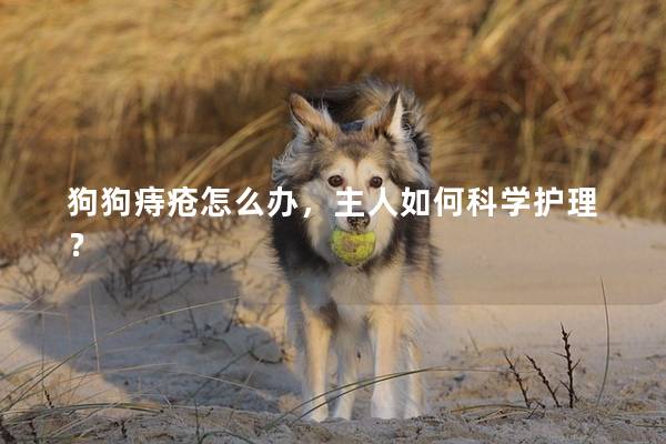 狗狗痔疮怎么办，主人如何科学护理？