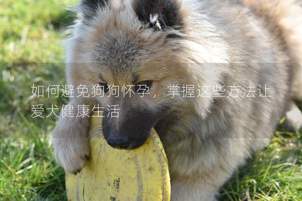 如何避免狗狗怀孕，掌握这些方法让爱犬健康生活
