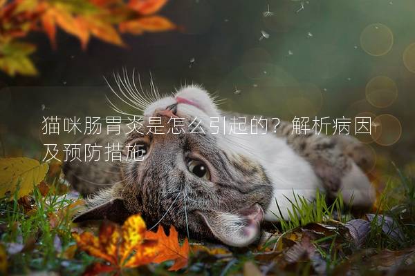 猫咪肠胃炎是怎么引起的？解析病因及预防措施