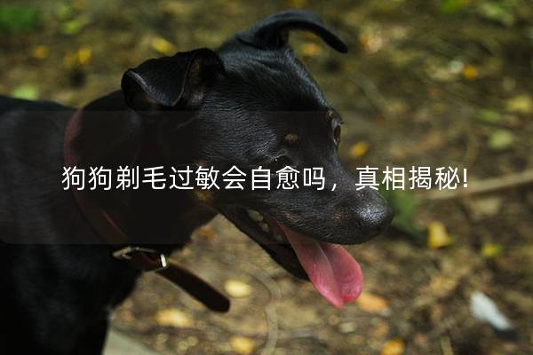 狗狗剃毛过敏会自愈吗，真相揭秘!