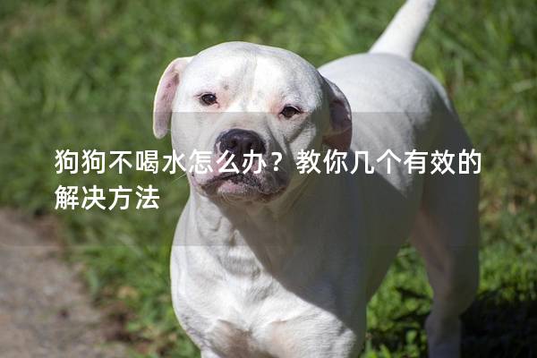 狗狗不喝水怎么办？教你几个有效的解决方法