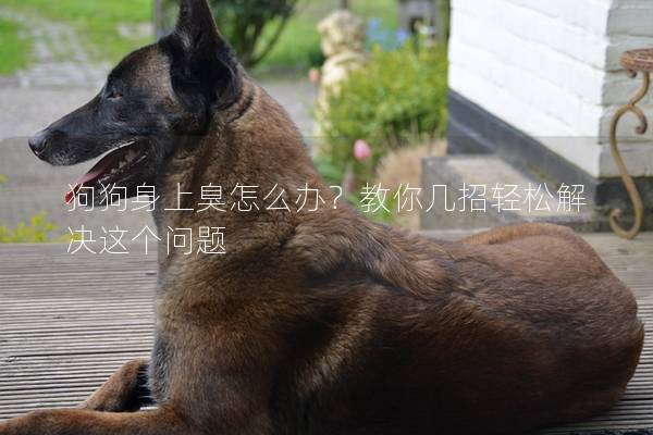 狗狗身上臭怎么办？教你几招轻松解决这个问题