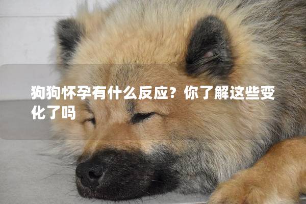 狗狗怀孕有什么反应？你了解这些变化了吗