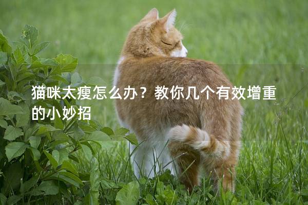 猫咪太瘦怎么办？教你几个有效增重的小妙招