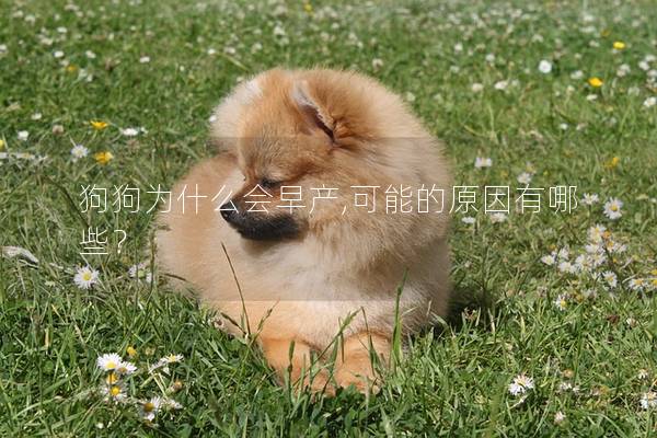 狗狗为什么会早产,可能的原因有哪些？