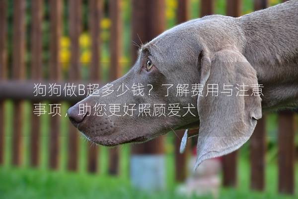 狗狗做B超多少钱？了解费用与注意事项，助您更好照顾爱犬