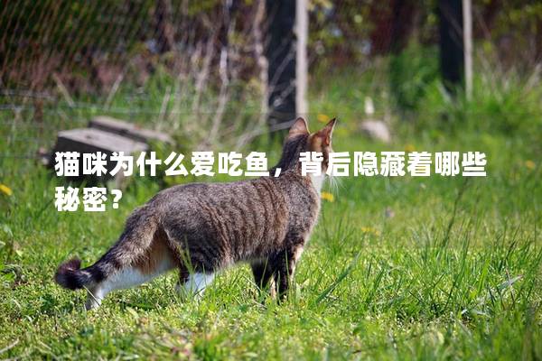 猫咪为什么爱吃鱼，背后隐藏着哪些秘密？