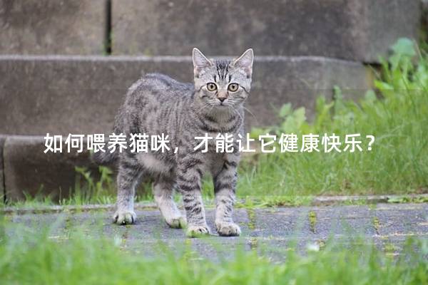如何喂养猫咪，才能让它健康快乐？