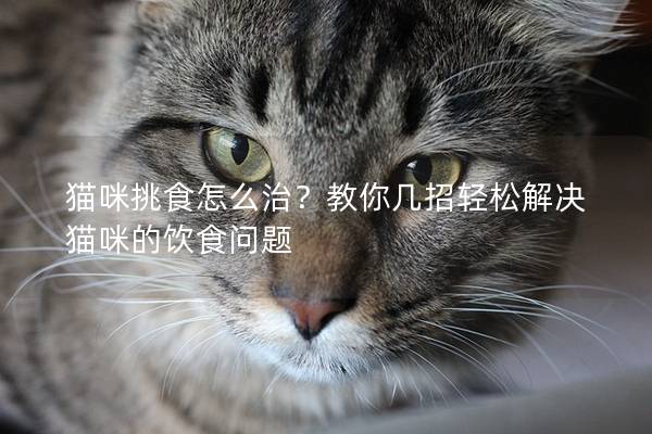 猫咪挑食怎么治？教你几招轻松解决猫咪的饮食问题