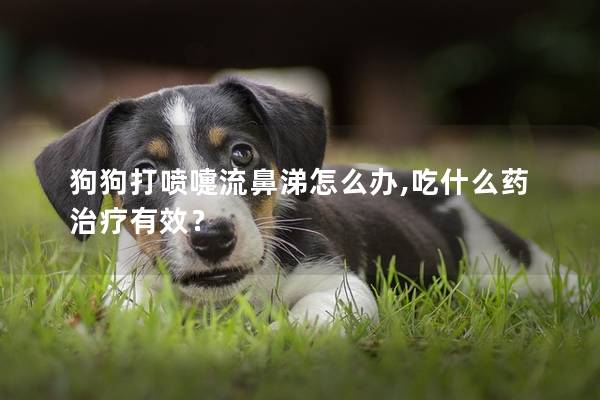 狗狗打喷嚏流鼻涕怎么办,吃什么药治疗有效？