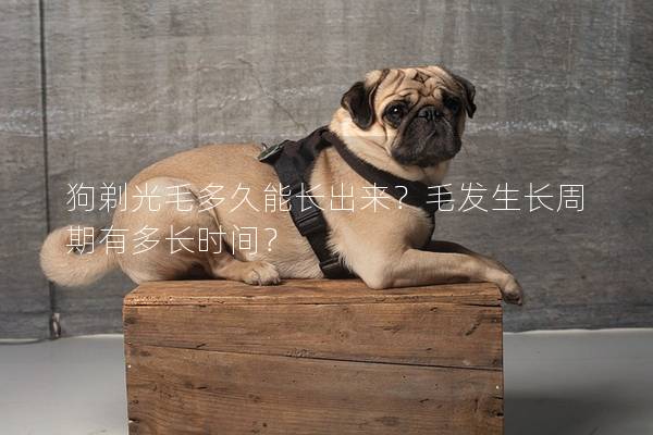 狗剃光毛多久能长出来？毛发生长周期有多长时间？