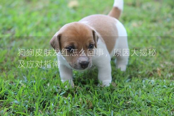 狗狗皮肤发红怎么回事，原因大揭秘及应对指南