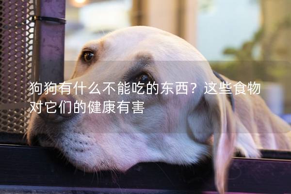 狗狗有什么不能吃的东西？这些食物对它们的健康有害