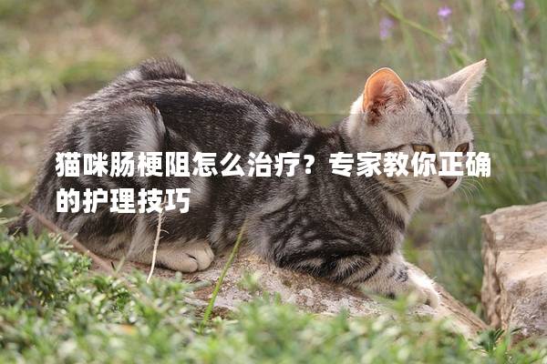 猫咪肠梗阻怎么治疗？专家教你正确的护理技巧
