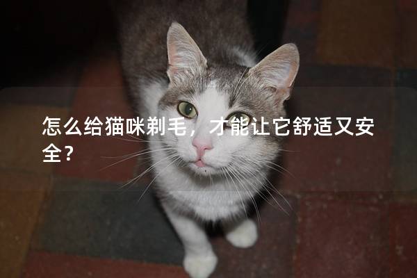 怎么给猫咪剃毛，才能让它舒适又安全？