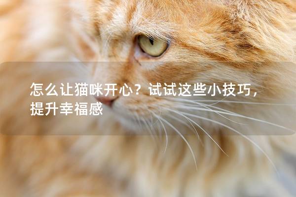 怎么让猫咪开心？试试这些小技巧，提升幸福感