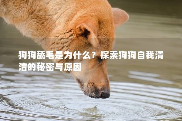 狗狗舔毛是为什么？探索狗狗自我清洁的秘密与原因