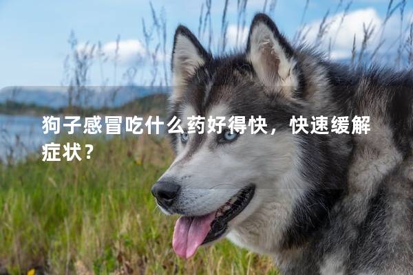 狗子感冒吃什么药好得快，快速缓解症状？
