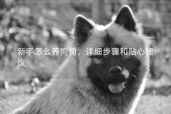 新手怎么养狗狗，详细步骤和贴心建议
