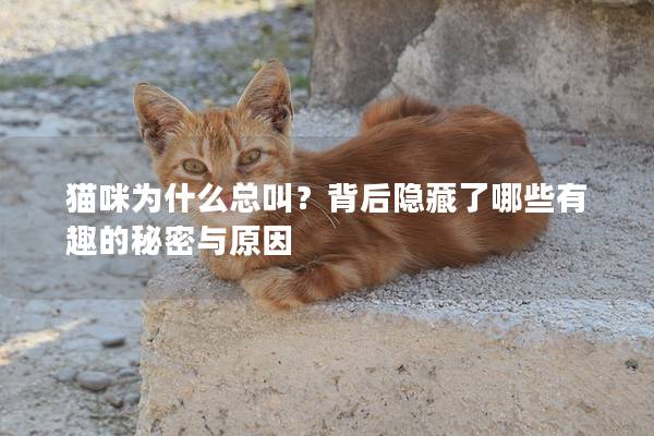 猫咪为什么总叫？背后隐藏了哪些有趣的秘密与原因
