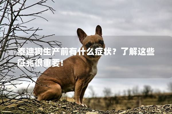 泰迪狗生产前有什么症状？了解这些征兆很重要!