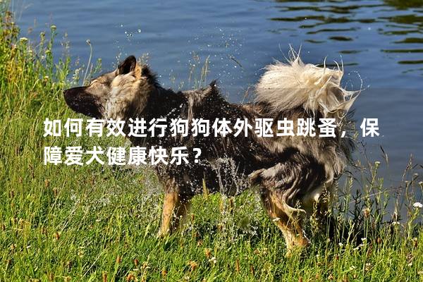如何有效进行狗狗体外驱虫跳蚤，保障爱犬健康快乐？