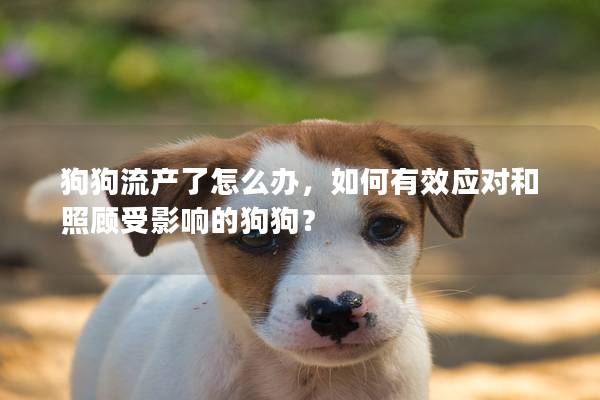 狗狗流产了怎么办，如何有效应对和照顾受影响的狗狗？