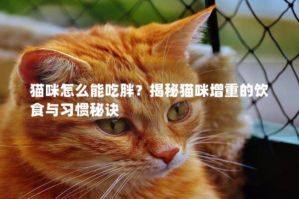 猫咪怎么能吃胖？揭秘猫咪增重的饮食与习惯秘诀