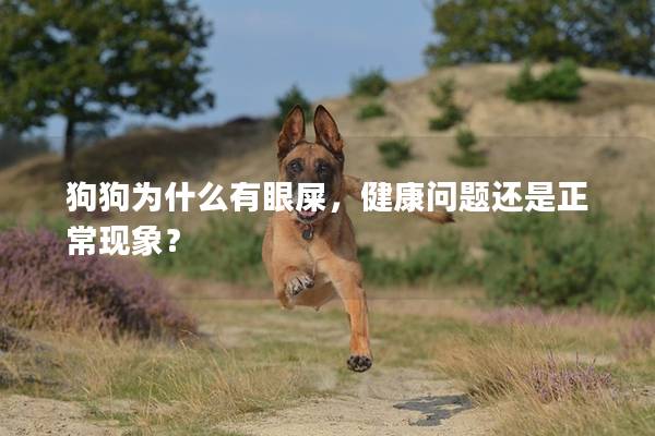 狗狗为什么有眼屎，健康问题还是正常现象？