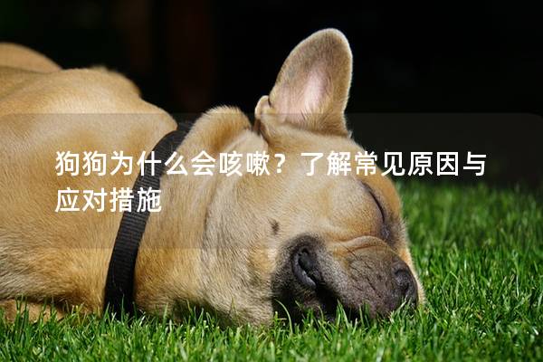 狗狗为什么会咳嗽？了解常见原因与应对措施
