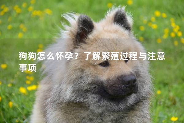狗狗怎么怀孕？了解繁殖过程与注意事项