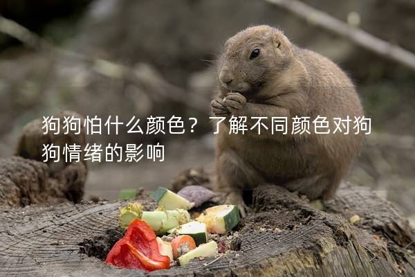 狗狗怕什么颜色？了解不同颜色对狗狗情绪的影响