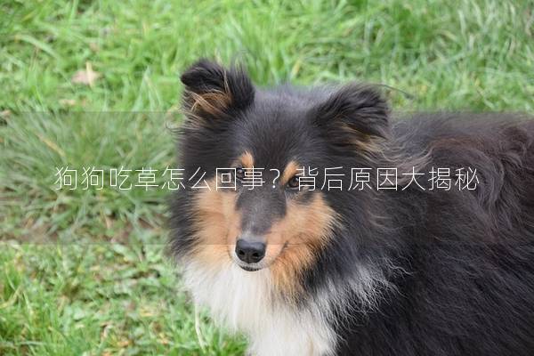 狗狗吃草怎么回事？背后原因大揭秘