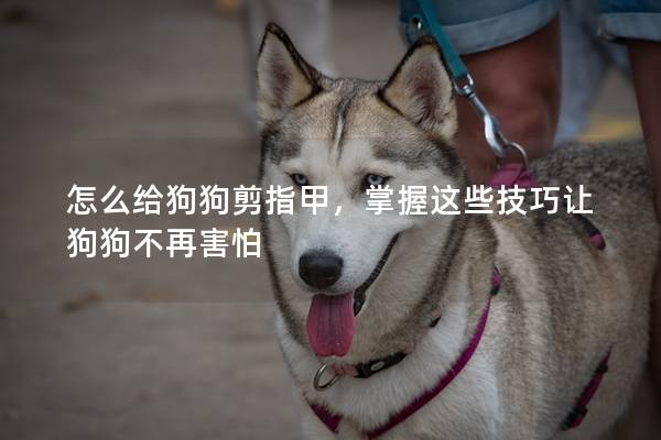怎么给狗狗剪指甲，掌握这些技巧让狗狗不再害怕