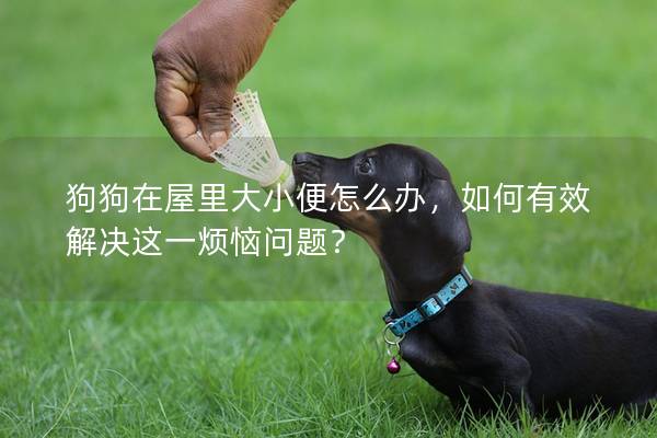 狗狗在屋里大小便怎么办，如何有效解决这一烦恼问题？
