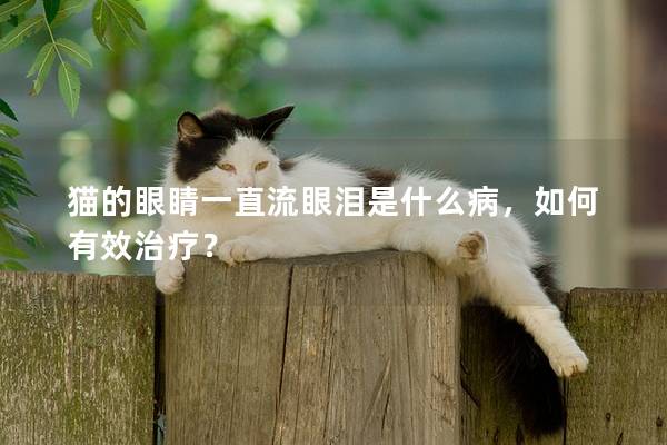 猫的眼睛一直流眼泪是什么病，如何有效治疗？