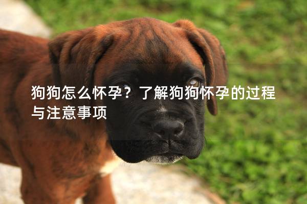 狗狗怎么怀孕？了解狗狗怀孕的过程与注意事项