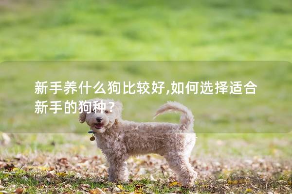 新手养什么狗比较好,如何选择适合新手的狗种？