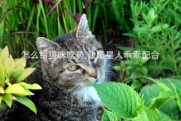 怎么给猫咪吃药,让喵星人乖乖配合？