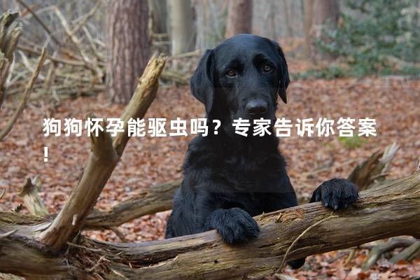狗狗怀孕能驱虫吗？专家告诉你答案!