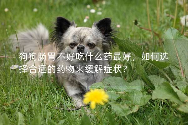 狗狗肠胃不好吃什么药最好，如何选择合适的药物来缓解症状？