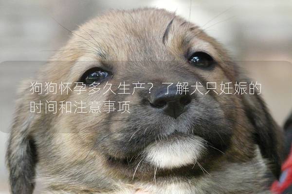 狗狗怀孕多久生产？了解犬只妊娠的时间和注意事项