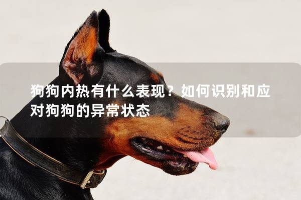 狗狗内热有什么表现？如何识别和应对狗狗的异常状态