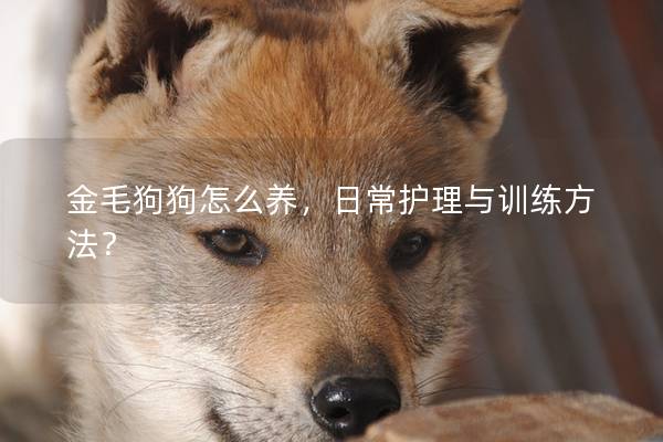 金毛狗狗怎么养，日常护理与训练方法？