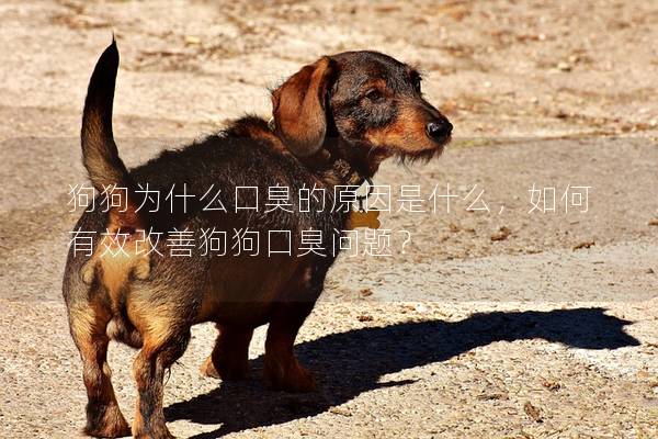 狗狗为什么口臭的原因是什么，如何有效改善狗狗口臭问题？